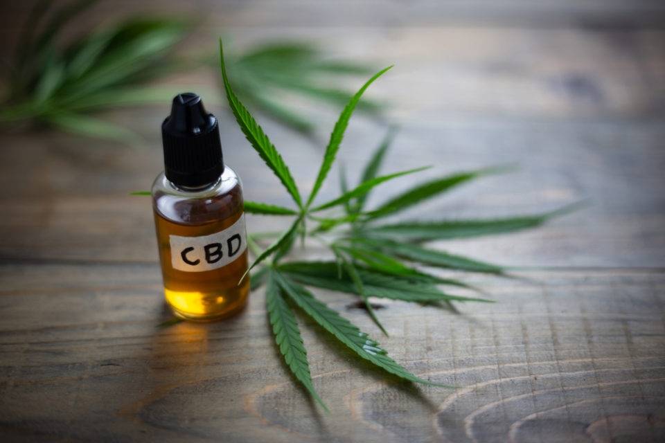 Conseils utiles pour introduire le CBD dans la routine quotidienne de votre animal — CBD