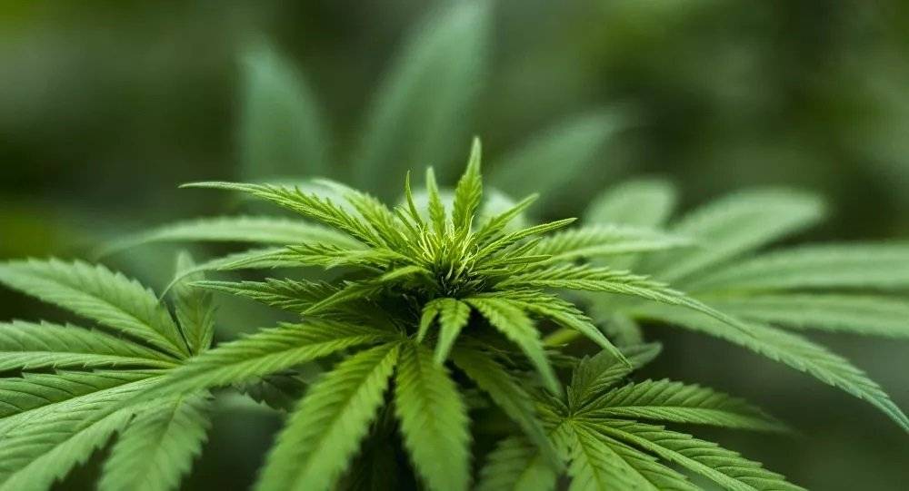 Après un an, la légalisation de la marijuana au Canada a été un tournant pour les personnes âgées