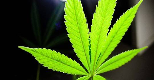 Avec des problèmes de légalisation, l’industrie du cannabis peut atteindre de nouveaux sommets