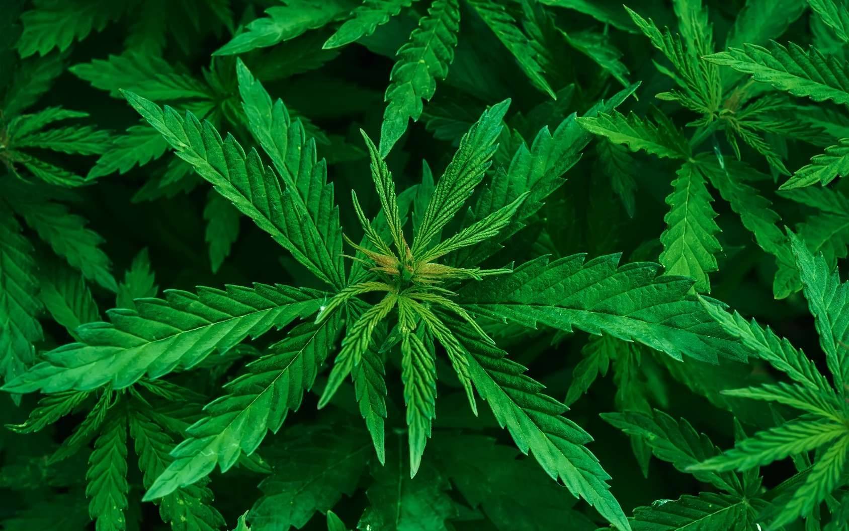 Les cannabinoïdes peuvent être utiles dans le traitement des effets secondaires du cancer