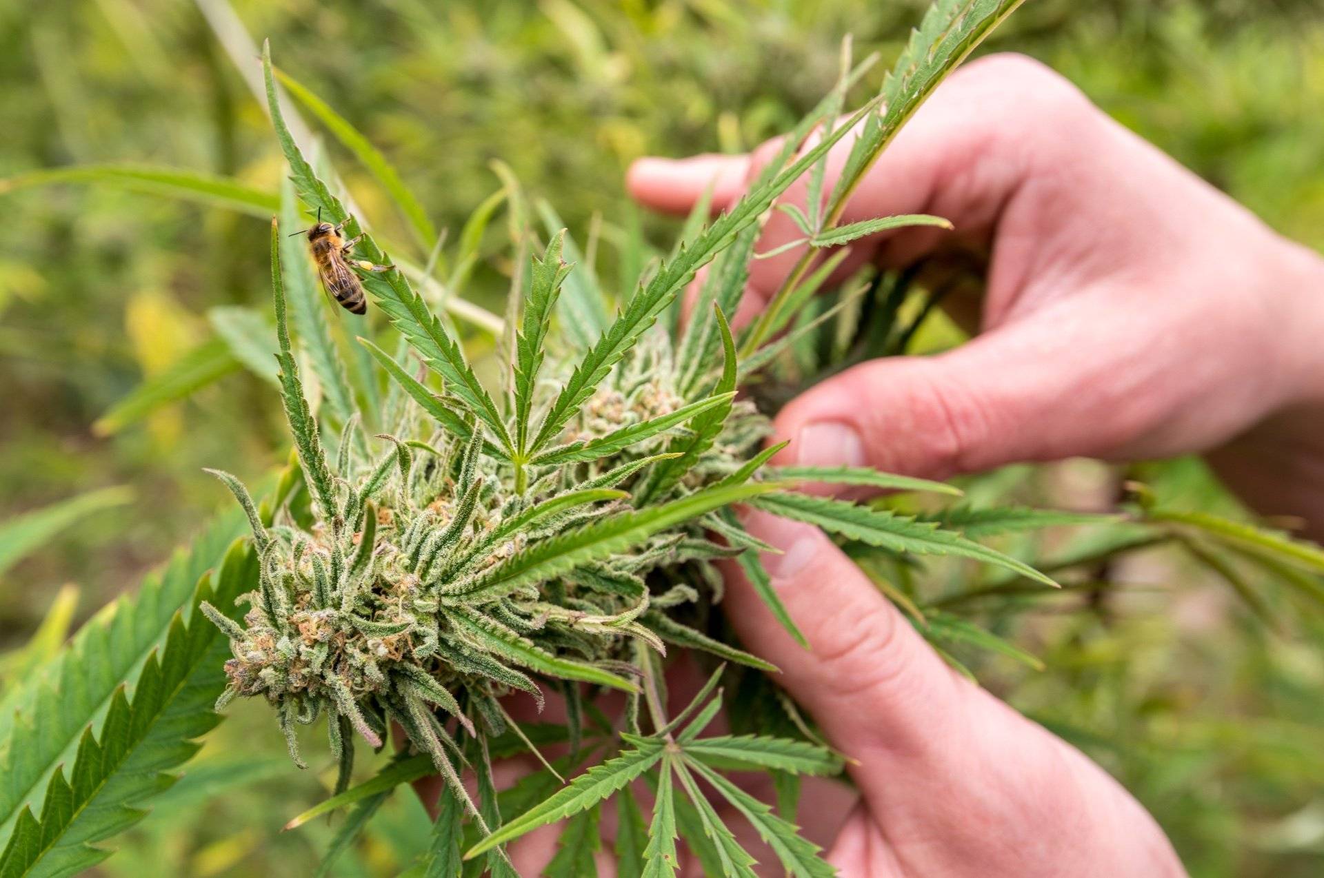 OAB débatte de la réglementation du cannabis médicinal